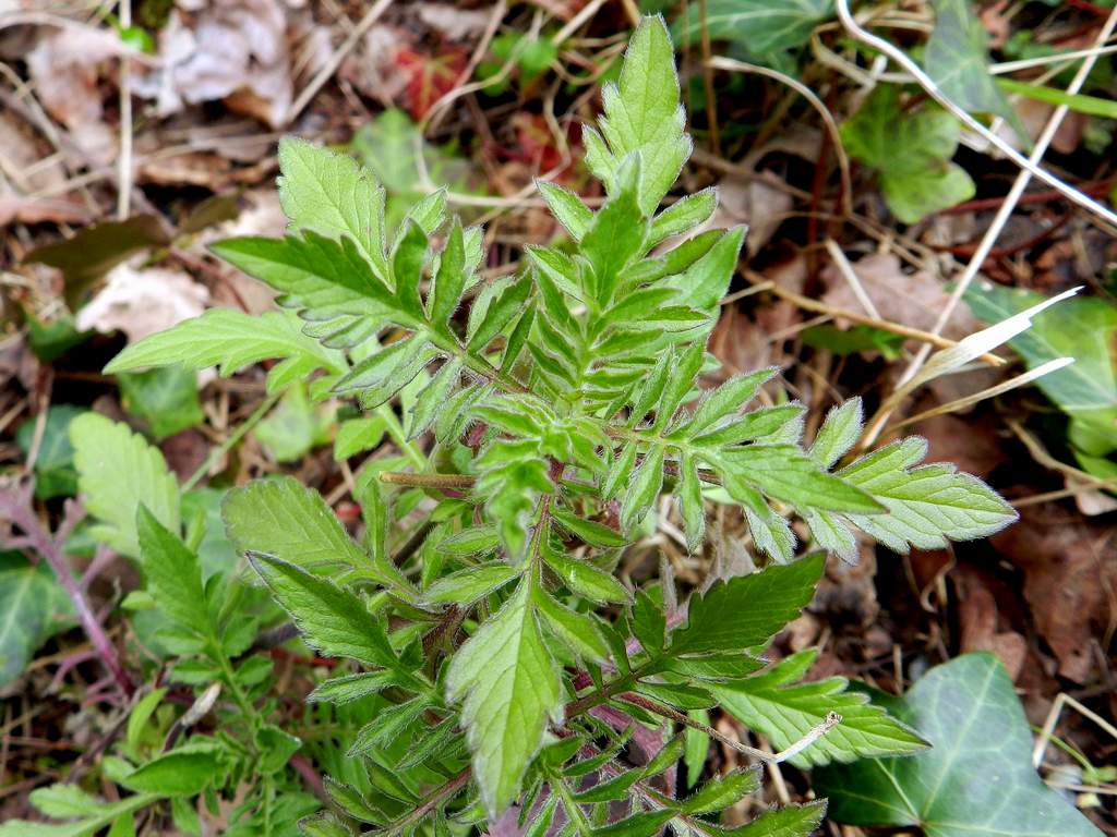 Scabiosa sp. ? da identificare
